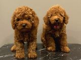 Red Brown Kızıl Renk Toy Poodle Yavrularımız