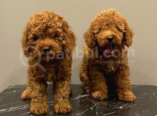 Red Brown Kızıl Renk Toy Poodle Yavrularımız görsel
