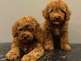 Red Brown Kızıl Renk Toy Poodle Yavrularımız