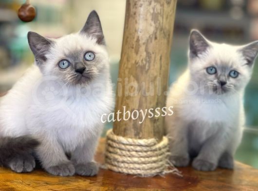 Safkan Blue Point British Shorthair Yavrularımız