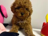 Red Brown Kızıl Renk Toy Poodle Bebekler