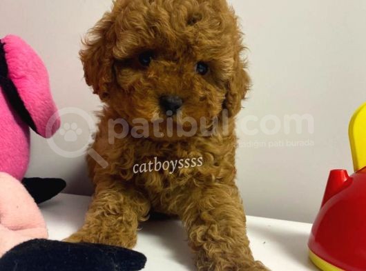 Red Brown Kızıl Renk Toy Poodle Bebekler