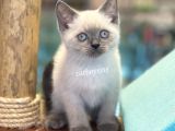 Safkan Blue Point British Shorthair Yavrularımız
