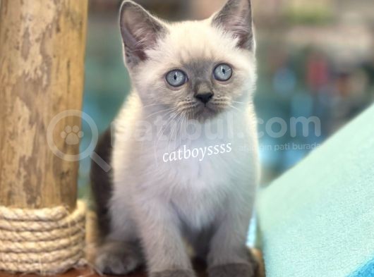Safkan Blue Point British Shorthair Yavrularımız görsel