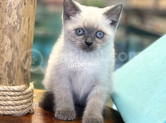 Maviş Blue Point British Shorthair Yavrularımız görsel