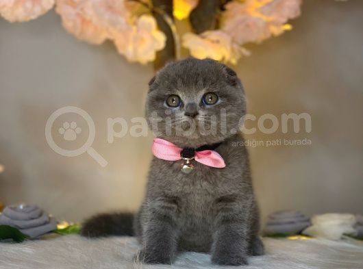 Pofuduk Scotti̇sh Fold Blue görsel