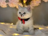 Kusursuz Güzelli̇kte Bri̇ti̇sh Shorthai̇r Lynx Poi̇nt