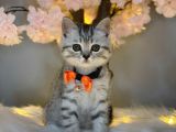 Üst Kali̇te Bri̇ti̇sh Shorthai̇r Si̇lver Tabby