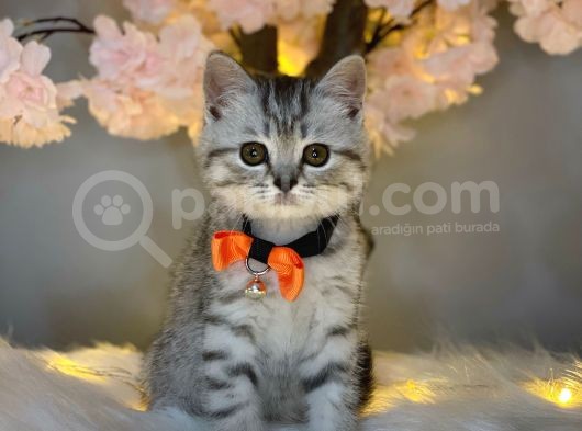 Üst Kali̇te Bri̇ti̇sh Shorthai̇r Si̇lver Tabby görsel