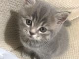 Bri̇ti̇sh 3 Aylik Erkek Kedi̇