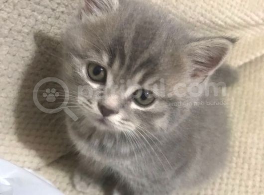 Bri̇ti̇sh 3 Aylik Erkek Kedi̇