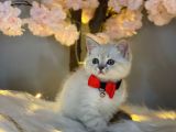 Kusursuz Güzelli̇kte Bri̇ti̇sh Shorthai̇r Lynx Poi̇nt
