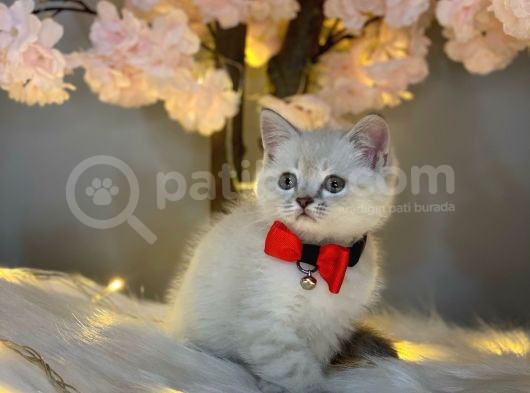 Kusursuz Güzelli̇kte Bri̇ti̇sh Shorthai̇r Lynx Poi̇nt görsel