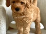 Apricot Poodle Erkek Yavrumuz