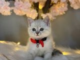Kusursuz Güzelli̇kte Bri̇ti̇sh Shorthai̇r Lynx Poi̇nt