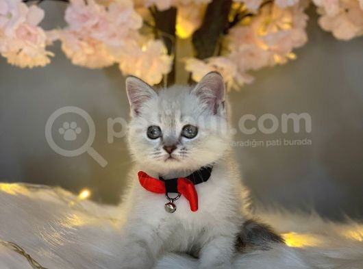 Kusursuz Güzelli̇kte Bri̇ti̇sh Shorthai̇r Lynx Poi̇nt görsel