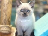 Safkan Blue Point British Shorthair Yavrularımız