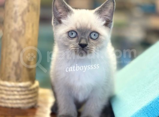 Safkan Blue Point British Shorthair Yavrularımız görsel