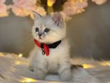Kusursuz Güzelli̇kte Bri̇ti̇sh Shorthai̇r Lynx Poi̇nt