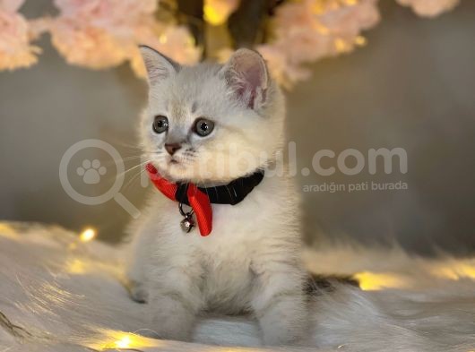 Kusursuz Güzelli̇kte Bri̇ti̇sh Shorthai̇r Lynx Poi̇nt görsel