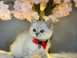 Kusursuz Güzelli̇kte Bri̇ti̇sh Shorthai̇r Lynx Poi̇nt