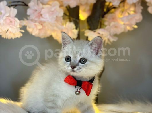 Kusursuz Güzelli̇kte Bri̇ti̇sh Shorthai̇r Lynx Poi̇nt görsel