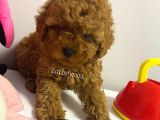 Red Brown Kızıl Renk Toy Poodle Bebekler