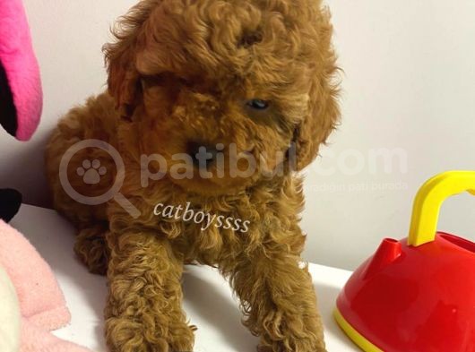 Red Brown Kızıl Renk Toy Poodle Bebekler görsel