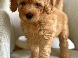 Apricot Poodle Erkek Yavrumuz