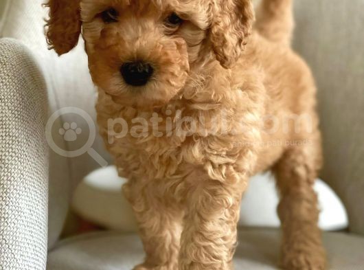 Apricot Poodle Erkek Yavrumuz görsel