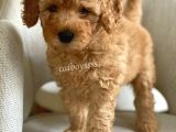 Apricot Poodle Erkek Yavrumuz