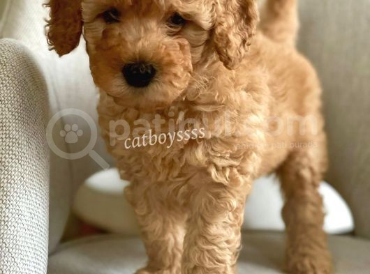 Apricot Poodle Erkek Yavrumuz