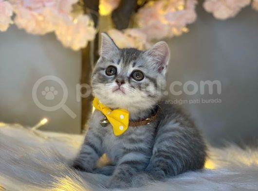 Orji̇nal Safkan Bri̇ti̇sh Shorthai̇r Whi̇skas