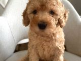 Apricot Poodle Erkek Yavrumuz
