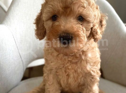 Apricot Poodle Erkek Yavrumuz görsel