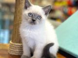 Minik Blue Point British Shorthair Yavrularımız