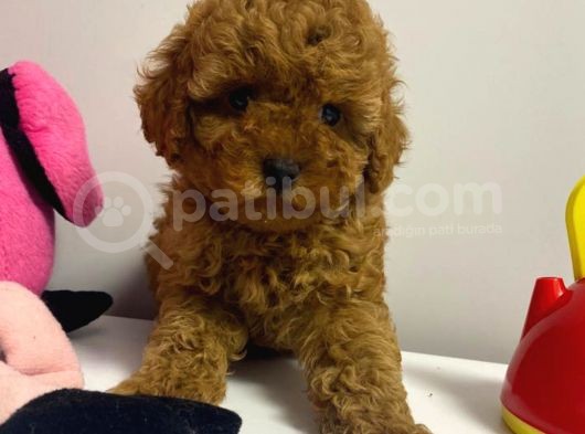 Red Brown Kızıl Renk Toy Poodle Bebekler görsel