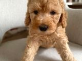 Apricot Poodle Erkek Yavrumuz