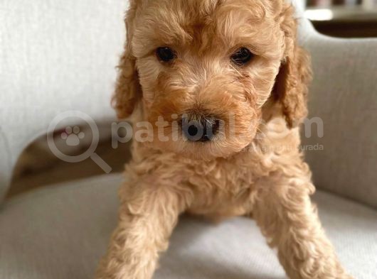 Apricot Poodle Erkek Yavrumuz görsel