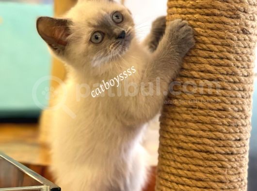 Mavi Gözlü Blue Point British Yavrular görsel