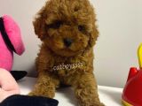 Red Brown Kızıl Renk Toy Poodle Bebekler