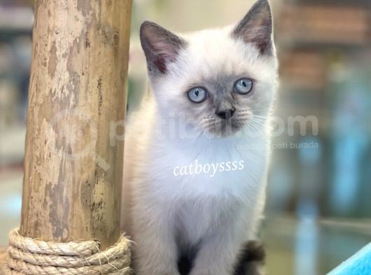 Minik Blue Point British Shorthair Yavrularımız görsel
