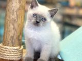 Minik Blue Point British Shorthair Yavrularımız