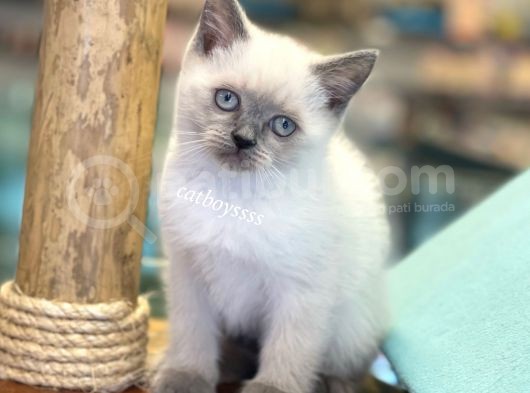 Minik Blue Point British Shorthair Yavrularımız görsel