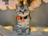 Üst Kali̇te Bri̇ti̇sh Shorthai̇r Si̇lver Tabby