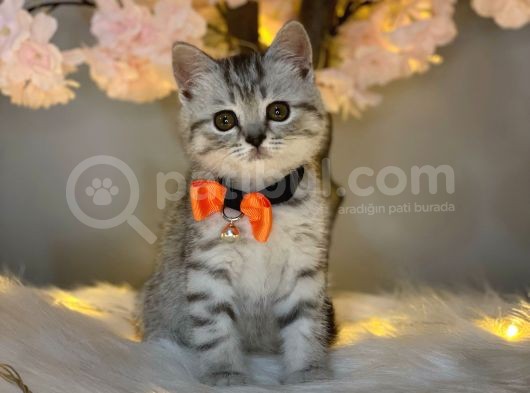 Üst Kali̇te Bri̇ti̇sh Shorthai̇r Si̇lver Tabby görsel