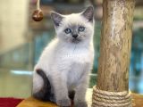 Blue Point British Shorthair Yavrularımız