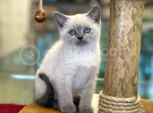 Blue Point British Shorthair Yavrularımız görsel