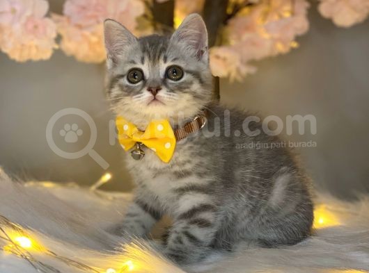 Orji̇nal Safkan Bri̇ti̇sh Shorthai̇r Whi̇skas görsel