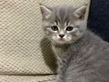 Bri̇ti̇sh 3 Aylik Erkek Kedi̇